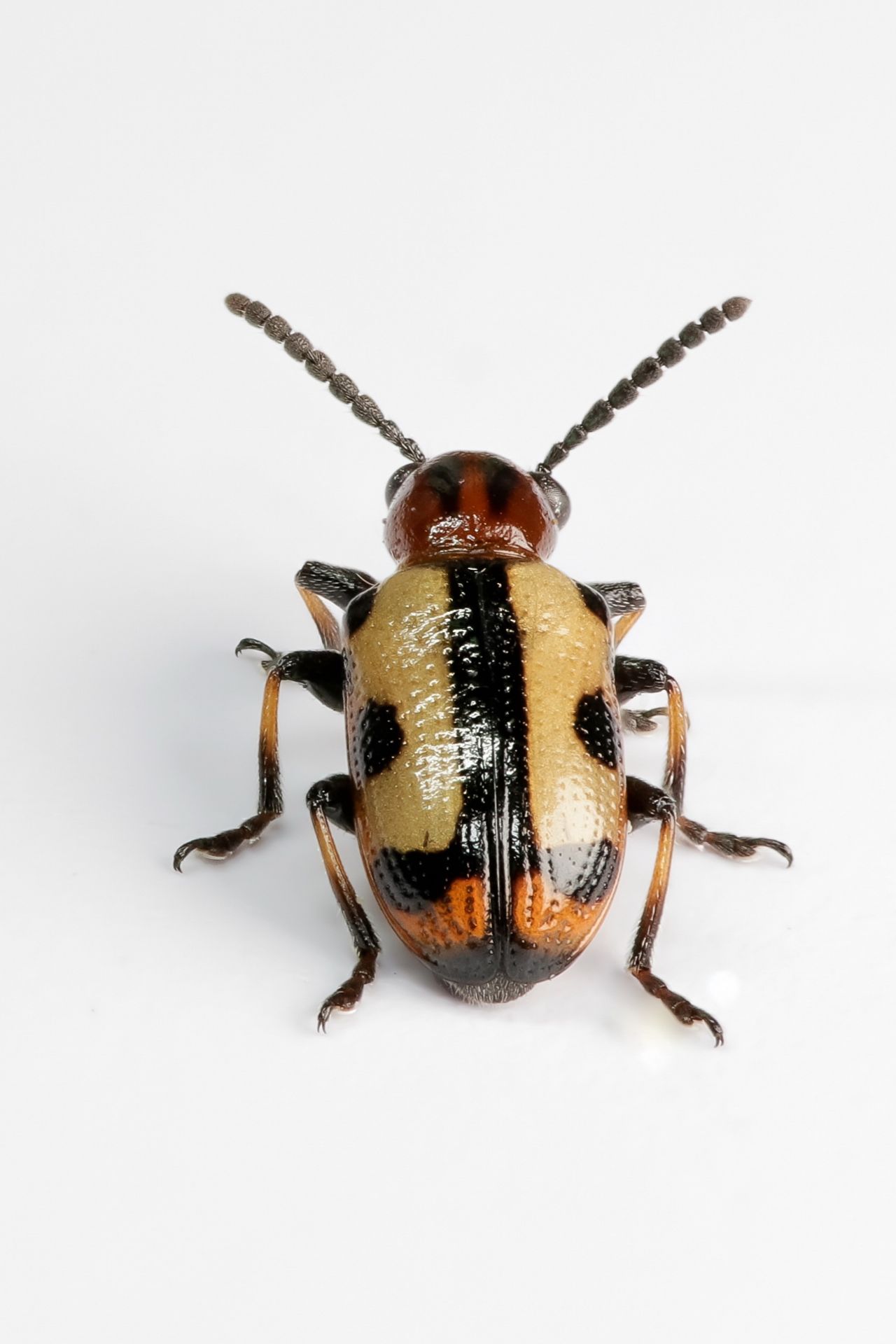 Chrysomelidae - Crioceris paracenthesis